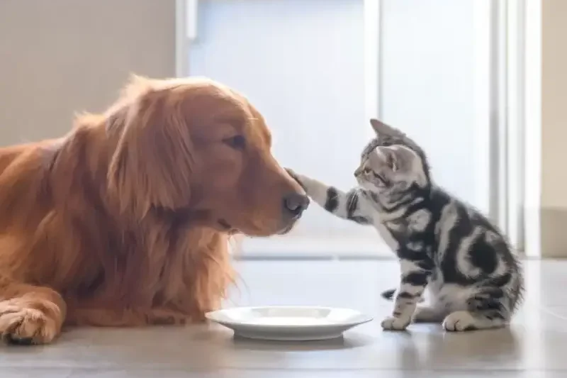 Assurance Animaux